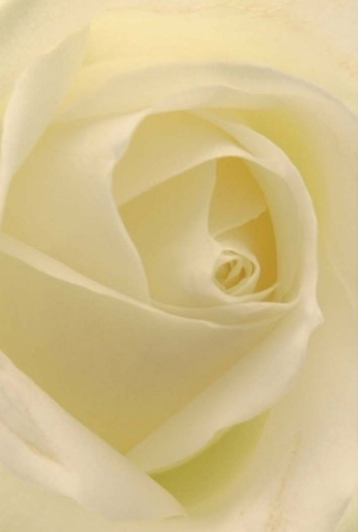 To gaze closely at this white rose, arranged with the skill and care familiar to South Hornchurch florists, is to immerse oneself in tranquility and sophistication. The smooth blending of white and cream, suffused with gentle light, gives each petal a translucent glow, as if lit from within by the spirit of calm. The spiraling core suggests purity and quiet resilience-the sort of qualities that resonate with local families gathering for meaningful occasions, from weddings along Rainham Road to new beginnings celebrated at home. Shadow and silhouette merge in the petal layers, offering a meditative depth that matches moments of reflection. There is an almost imperceptible fragrance-clean, serene-that floats through the scene and into the imagination. This rose stands as both centerpiece and silent messenger: an expression of apology, romance, or heartfelt sentiment, crafted for those seeking connection within South Hornchurch's welcoming surroundings. Every perfect detail echoes the patient artistry and care behind each composition, a signature of the area's community spirit.